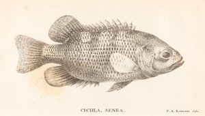 Cichla, Aenea door Charles Alexandre Lesueur
