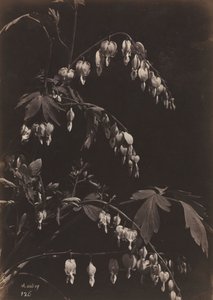 Floraal Stilleven Bleeding Hearts, c. 1865