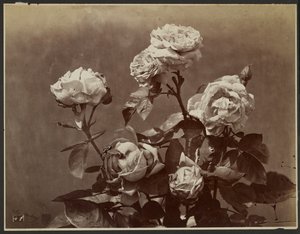 [Rozen] door Charles Aubry