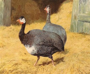 Parelhoenders door Charles Collins