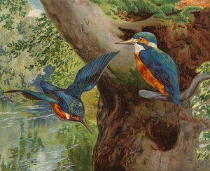 IJsvogels