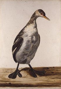 De grote fuut