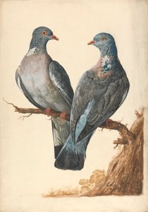 Twee Houtduiven