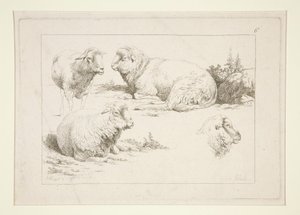 Studie van Schapen door Charles Echard