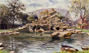 Londense Zoo: Zeeleeuwen vijver (kleur litho)