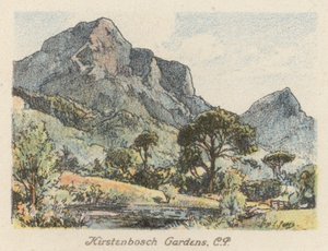 Zuid-Afrika: Kirstenbosch-tuinen, CP door Charles Ernest Peers