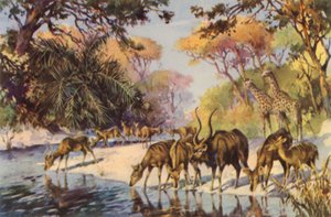Zuid-Afrika: Kruger Nationaal Park, Transvaal
