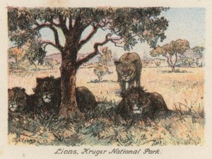 Zuid-Afrika: Leeuwen, Kruger National Park