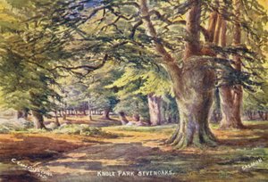 Knole House: Beukenbomen in het Park
