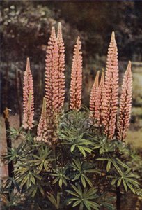 De Roze Lupine door Charles Essenhigh Corke