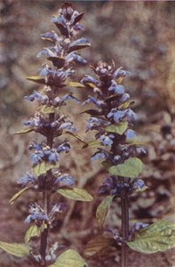 Wilde bloemen: Bugle