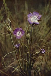 Wilde bloemen: Korenbloem door Charles Essenhigh Corke