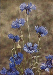 Wilde bloemen: Korenbloem door Charles Essenhigh Corke