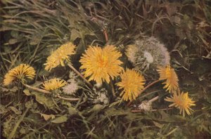 Wilde bloemen: Paardenbloem