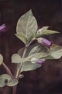 Wilde bloemen: Wolfskers