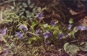 Wilde bloemen: Hondsviooltje