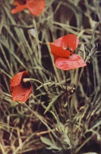 Wilde bloemen: Klaproos