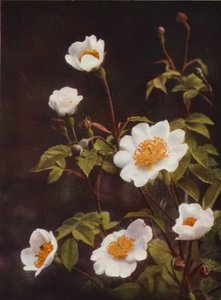 Wilde bloemen: Hondsroos