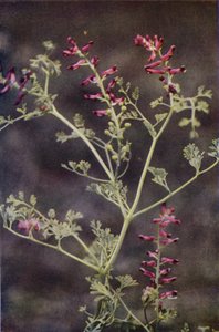 Wilde bloemen: Duivenkervel door Charles Essenhigh Corke