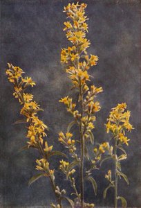 Wilde bloemen: Guldenroede