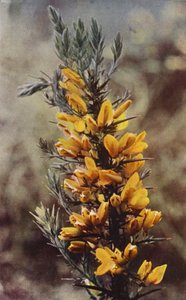 Wilde bloemen: Brem