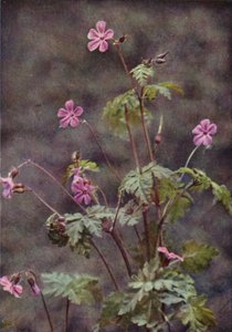 Wilde bloemen: Robertskruid