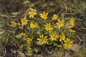 Wilde bloemen: Kleine Speenkruid