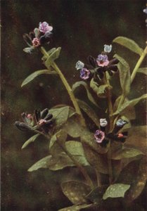 Wilde bloemen: Longkruid