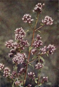 Wilde bloemen: Marjolein door Charles Essenhigh Corke