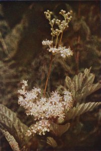 Wilde bloemen: Moerasspirea door Charles Essenhigh Corke