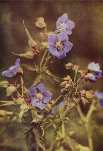 Wilde bloemen: Beemdooievaarsbek