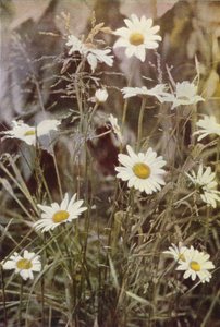 Wilde bloemen: Margriet door Charles Essenhigh Corke