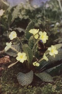 Wilde bloemen: Sleutelbloem