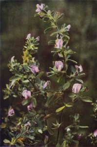 Wilde bloemen: Heermoes door Charles Essenhigh Corke