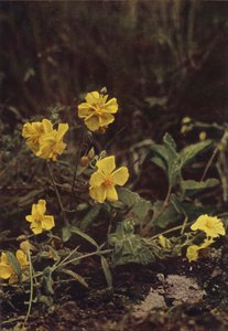 Wilde bloemen: Zonneroosje