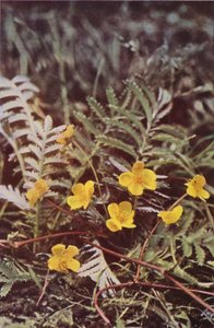 Wilde bloemen: Zilverkruid