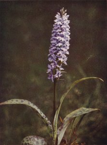 Wilde bloemen: Gevlekte Orchis