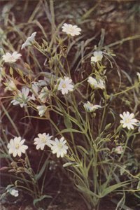 Wilde bloemen: Grote Muur door Charles Essenhigh Corke