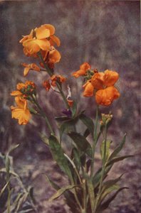 Wilde bloemen: Muurbloem