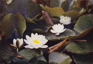 Wilde bloemen: Witte Waterlelie
