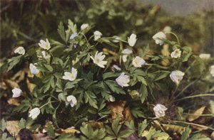 Wilde bloemen: Bosanemoon