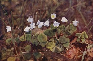 Wilde bloemen: Klaverzuring