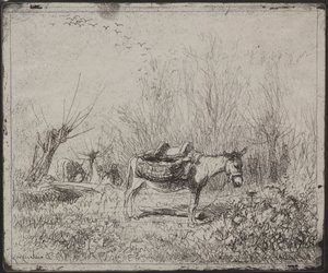 Een Ezel in het Veld
