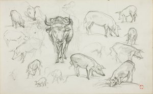 Schetsen van Varkens en een Os door Charles Francois Daubigny