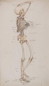 Studie [Menselijk skelet (botten bijschrift)], c.1884
