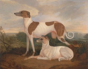 Twee windhonden in een landschap