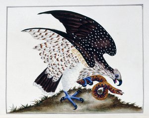 Roofvogel met slang, 1808-21 door Charles Hayes