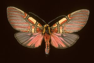 Anaxita constricta