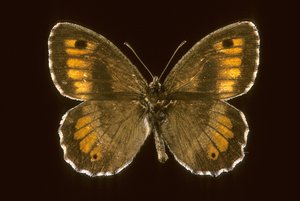 Arethusana arethusa Kleine agreste