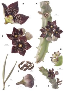 Botanische plaat Apteranthes joannis